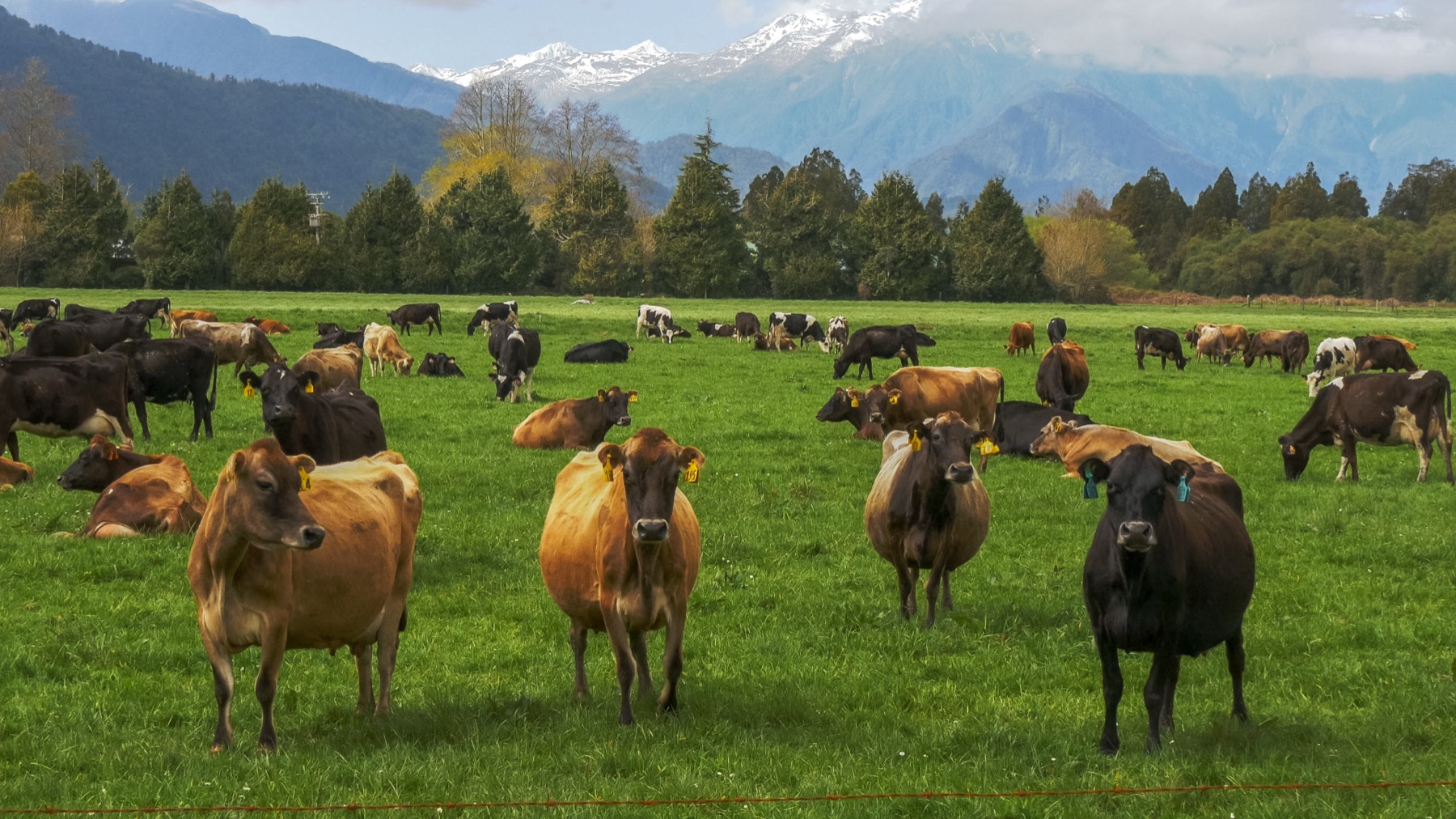 Dairy cows grazing on open green pasture below forested mountains in New Zealand