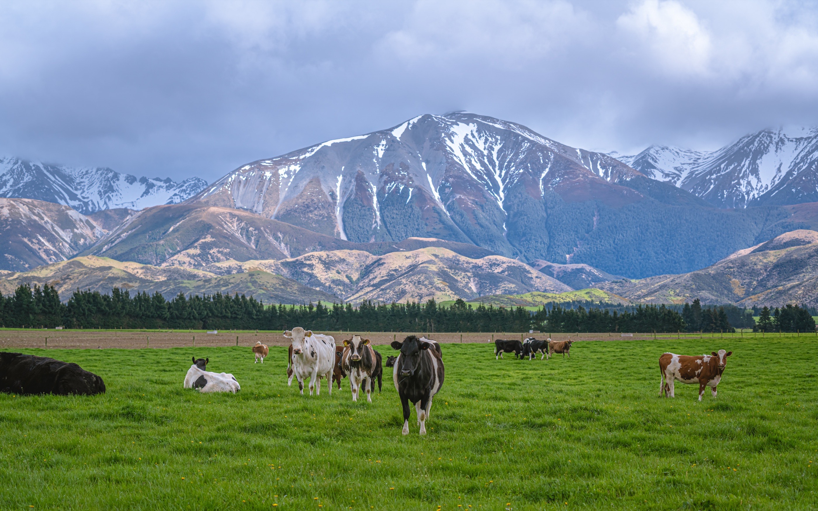 Dairy cows grazing on open green pasture below a snow-capped mountain range in New Zealand